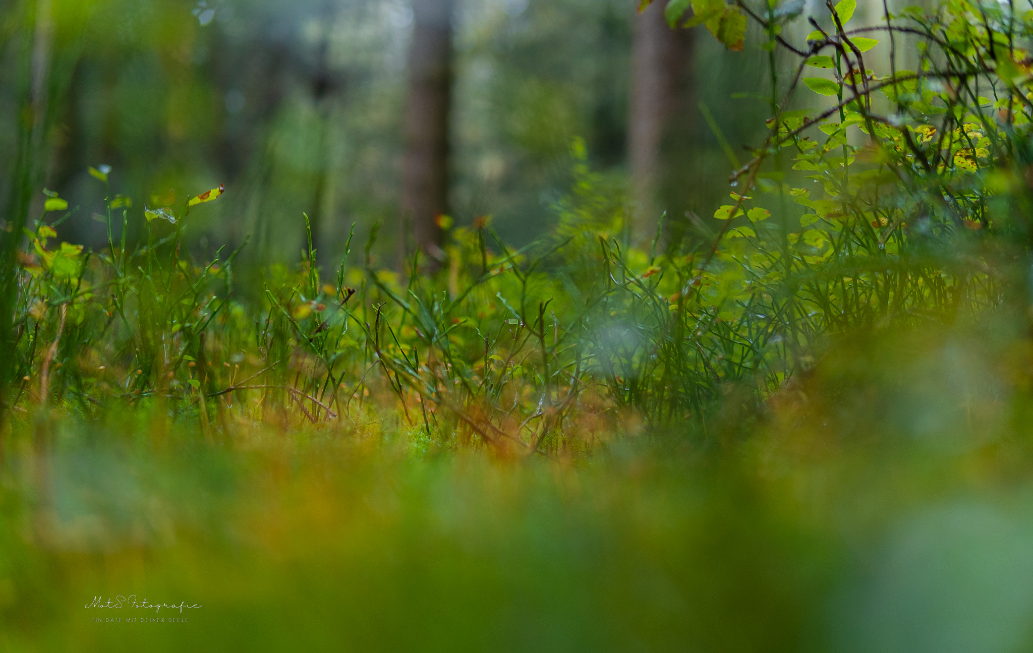 Natur-Achtsamkeit Eifel